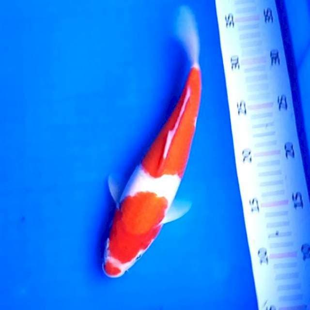 02 KOHAKU # 27CM