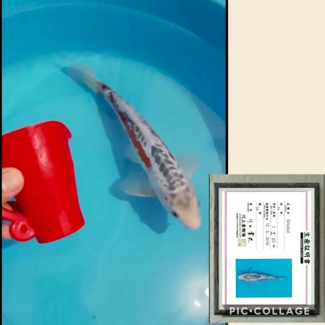 Shusui import merah darah 30cm