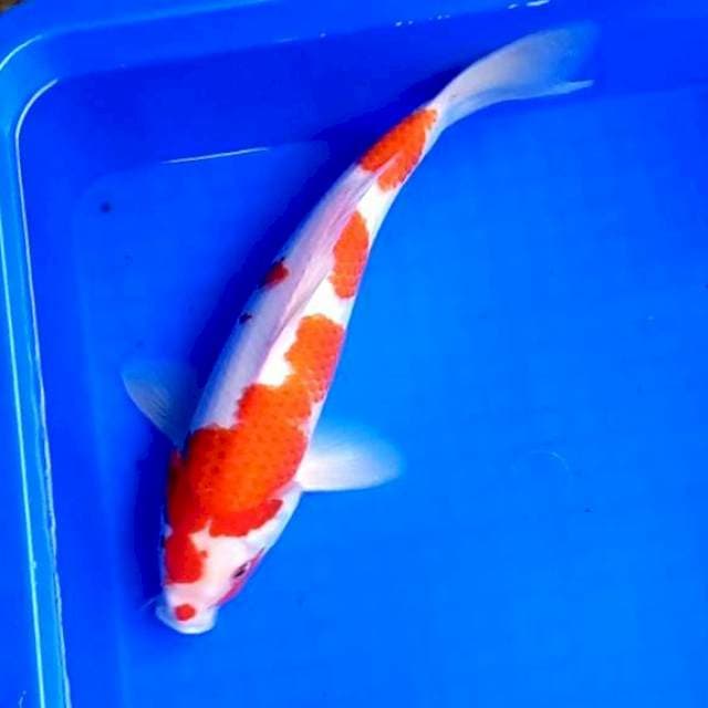 04 KOHAKU # 32CM