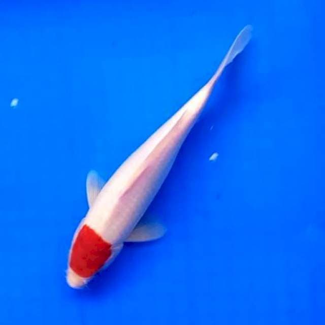 05 TANCHO ORIGINAL # 25CM