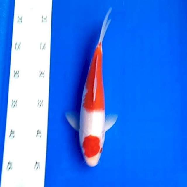 06 MARUTEN # 25CM