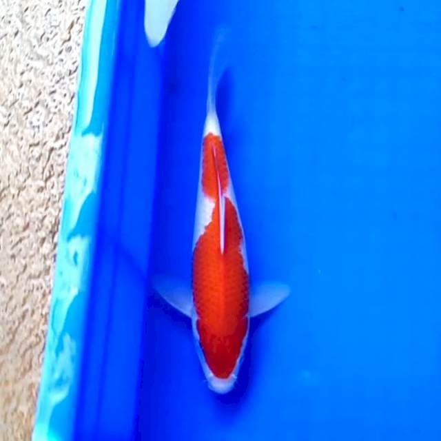 07 KOHAKU # 22CM