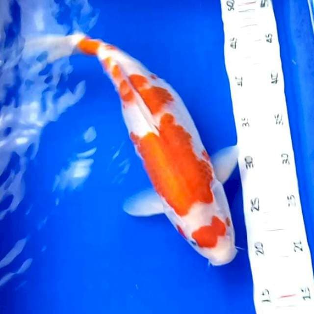 08 INDUKAN # 38CM