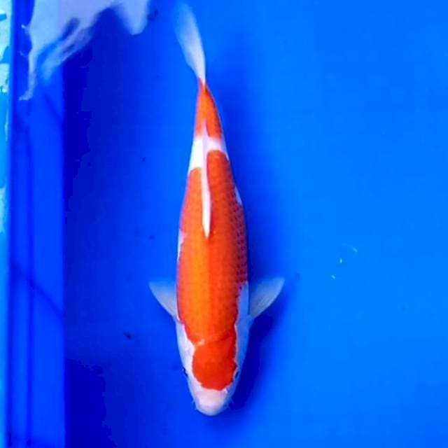 09 KOHAKU # 29CM