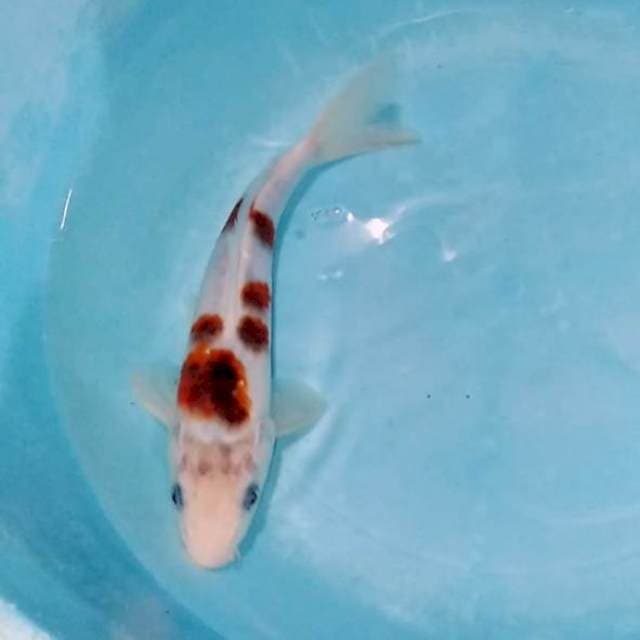 Bosu goromo