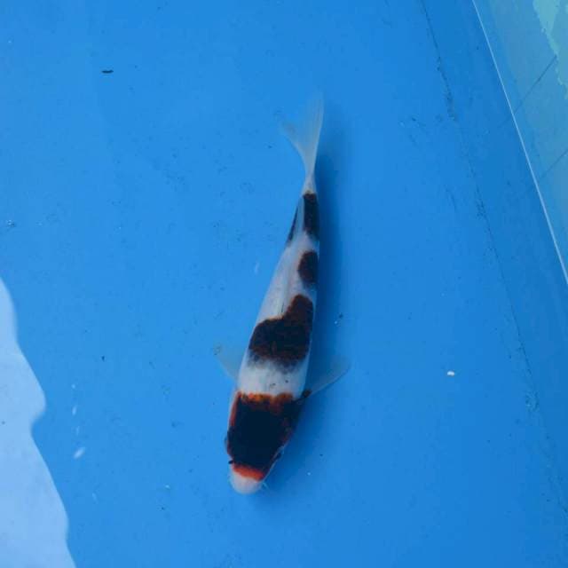 Budo Goromo F1