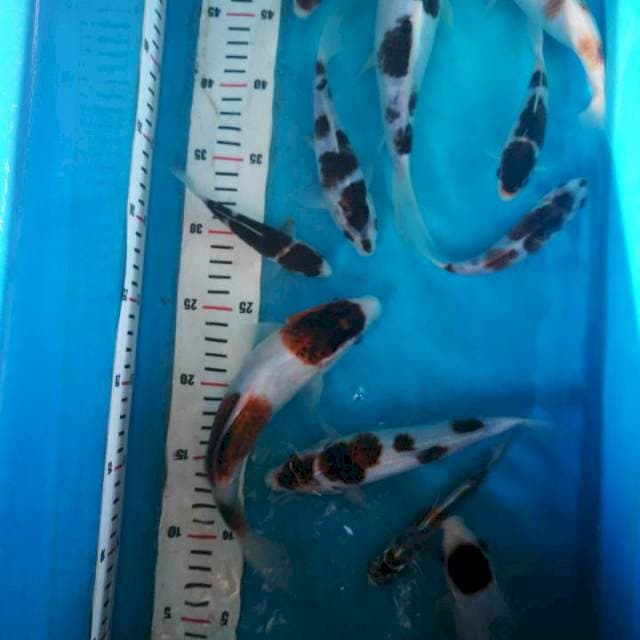 goromo size 12-25 cm 11 ekor