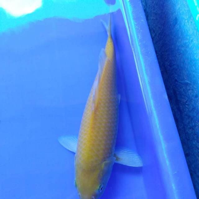 Karasi 30cm