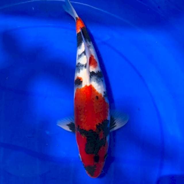 DAINICHI SHOWA CERTIFICATE MALE 45BU