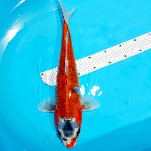 Tancho kujaku male 43 cm