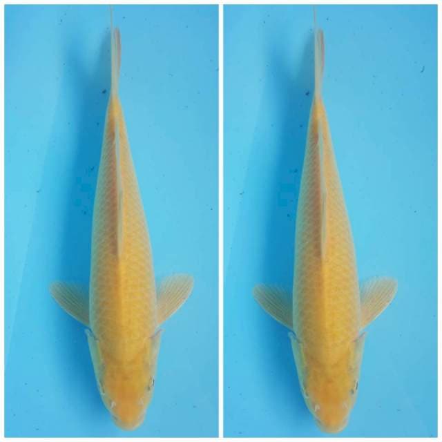 KARASHI 30CM CALON BULKI