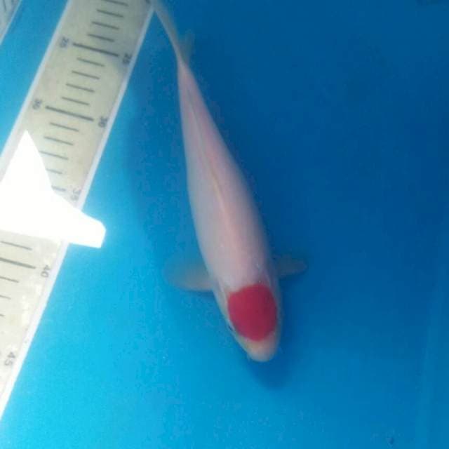 Tancho Kohaku, male 23 cm