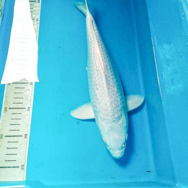Platinum Ginrin, 36 cm