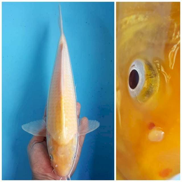 KARASHI 37CM MATA MERAH