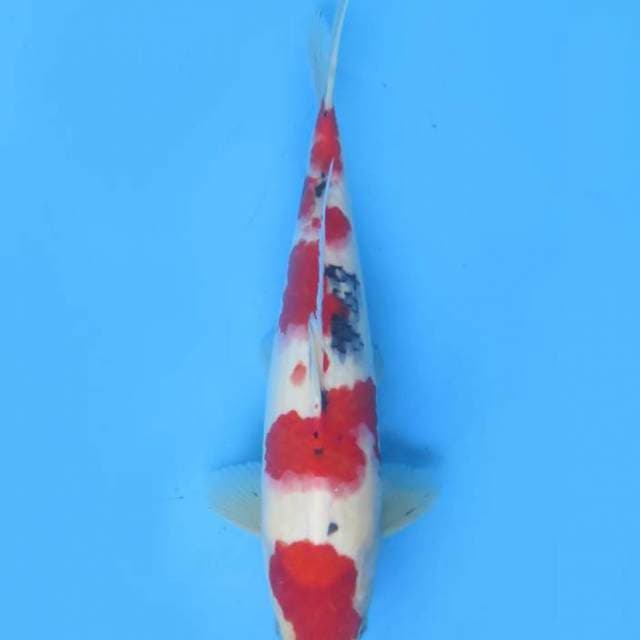30cm male , Red Taisho Sanke Original