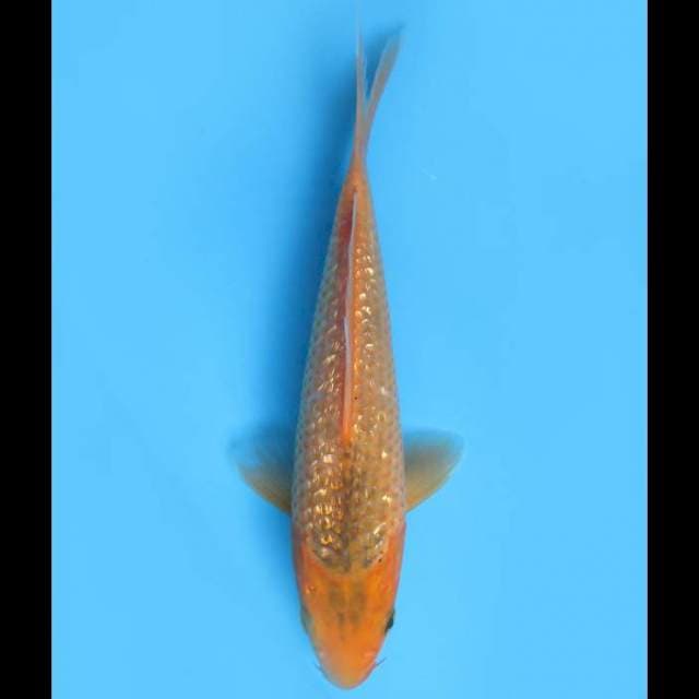 Aka Matsuba - 22cm