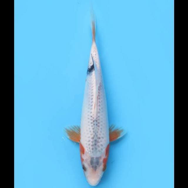 Asagi - 24cm