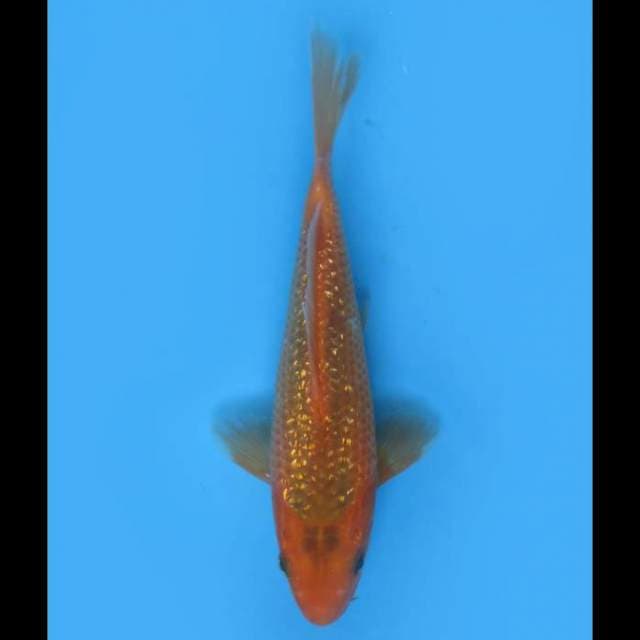 Aka Matsuba - 19cm