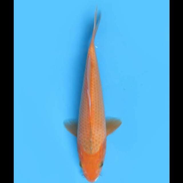 Aka Matsuba - 24cm