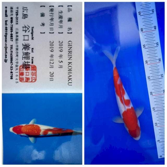 Kohaku Ginrin 29 Taniguchi