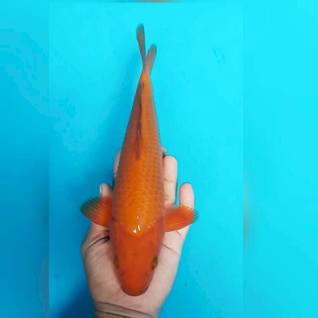 CHAGOI TEMBAGA 005