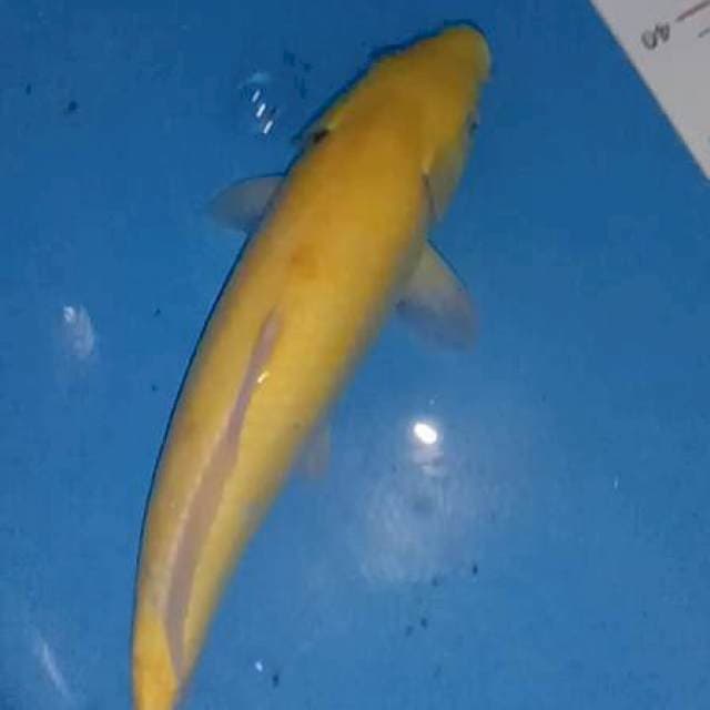 Karasi 35 cm