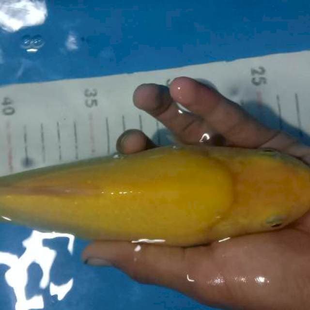 Badak air 25cm