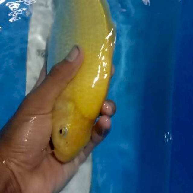 Badak air 25cm