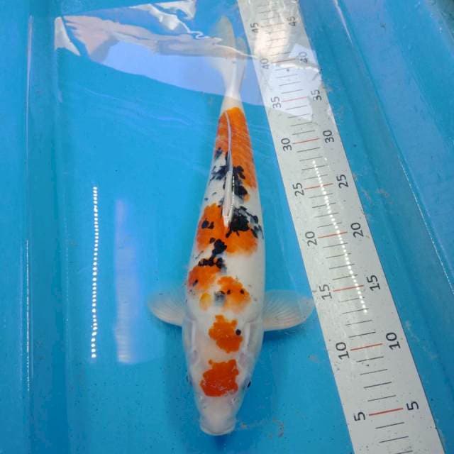 maruten sanke 35 cm