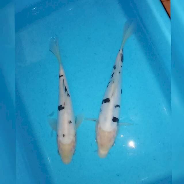 Duo bekko 20&23cm