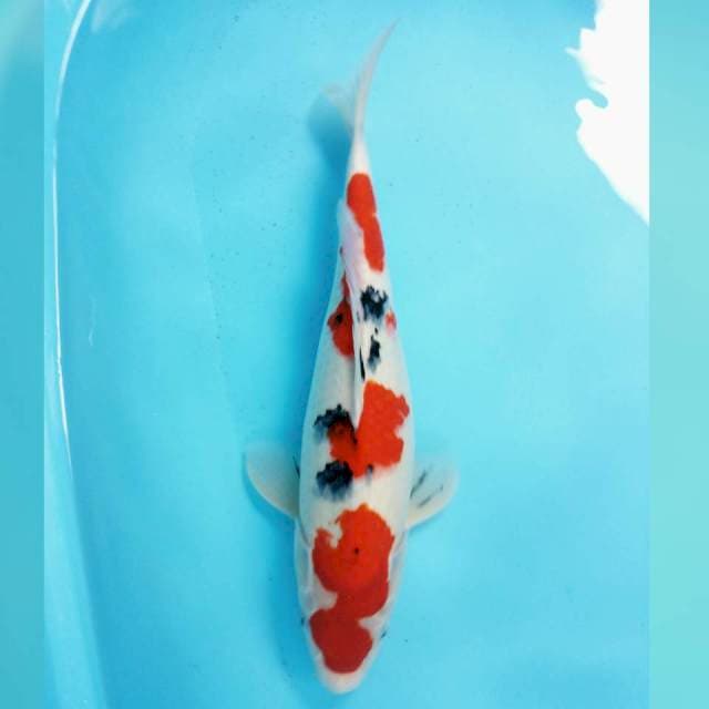 Sandan sanke 40cm