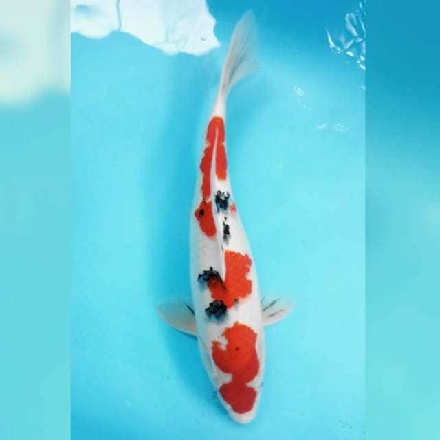 Sandan sanke 40cm