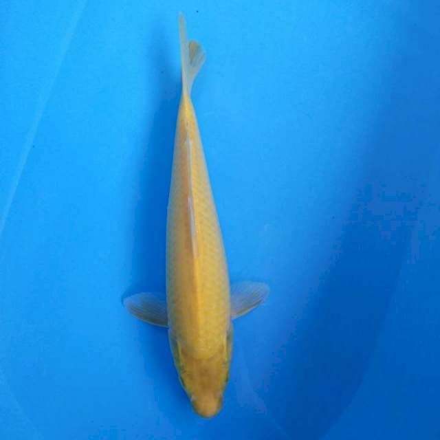 Karasi Bloodline Marudo