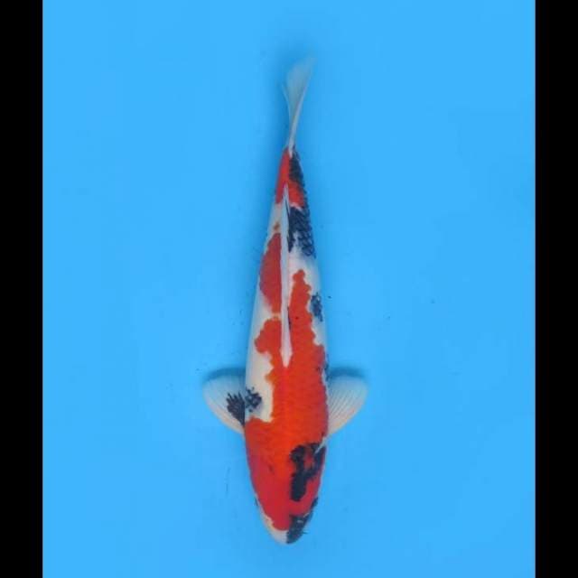 F1 Showa Jumbo Tosai - 38cm Male