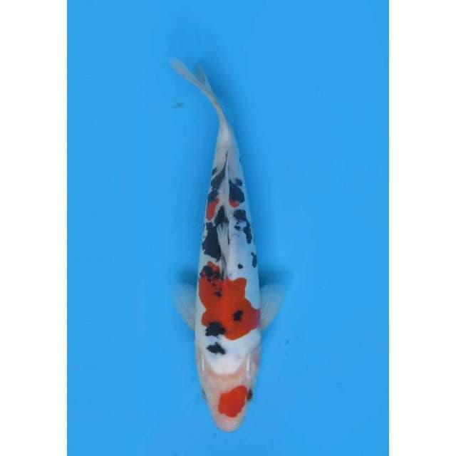 Tosai Sanke Doitsu Murni - 22cm