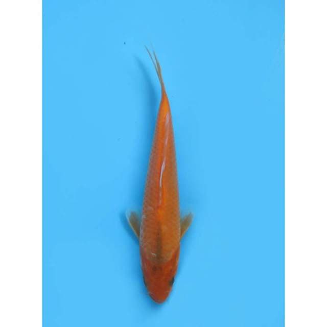 Aka Matsuba - 20cm