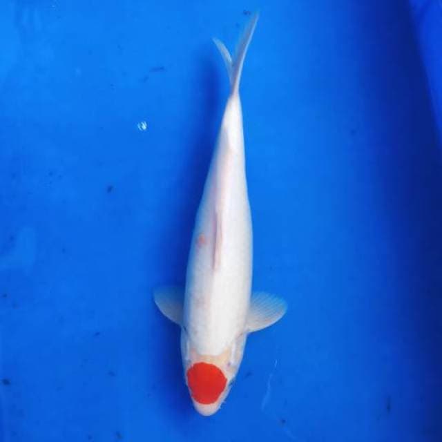 Tancho kohaku original