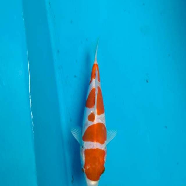 YONDAN KOHAKU DOITSU