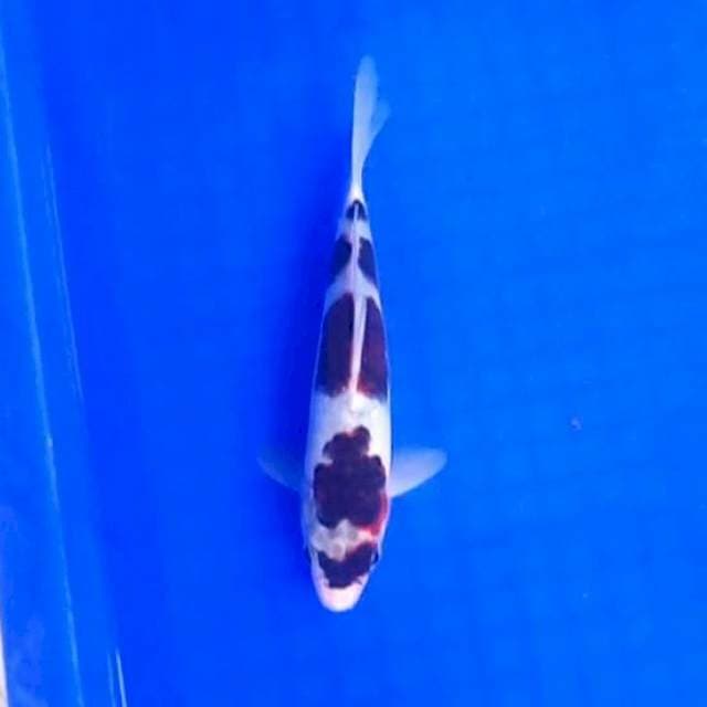Budo goromo maru