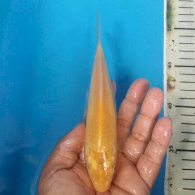 Karashi mata merah