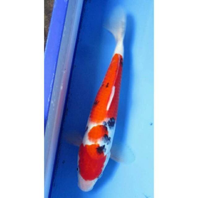 SANKE MALE 29CM