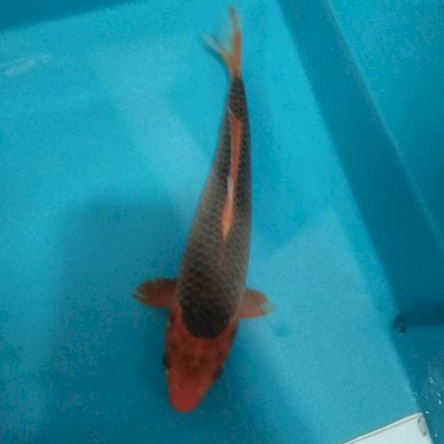 Aka matsuba*25cm