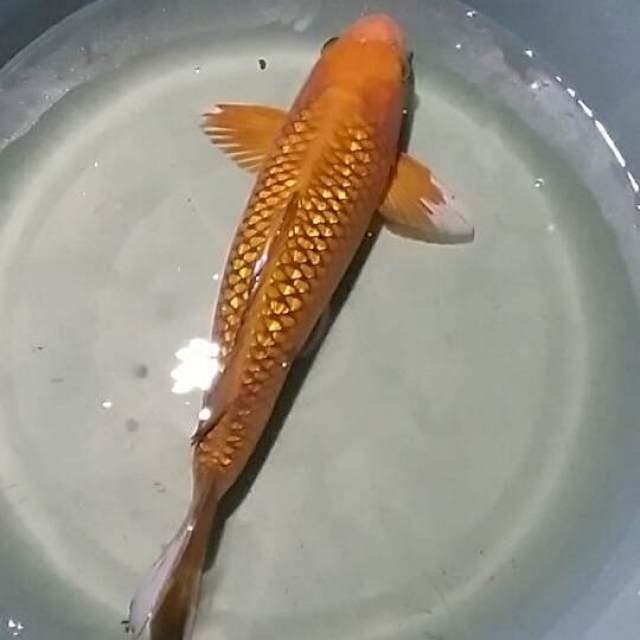 Jumbo Ginrin