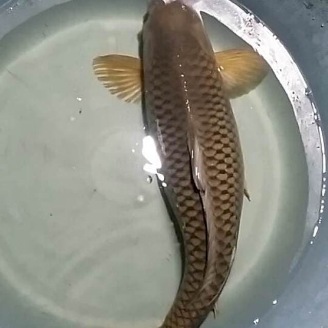 Monster Chagoi