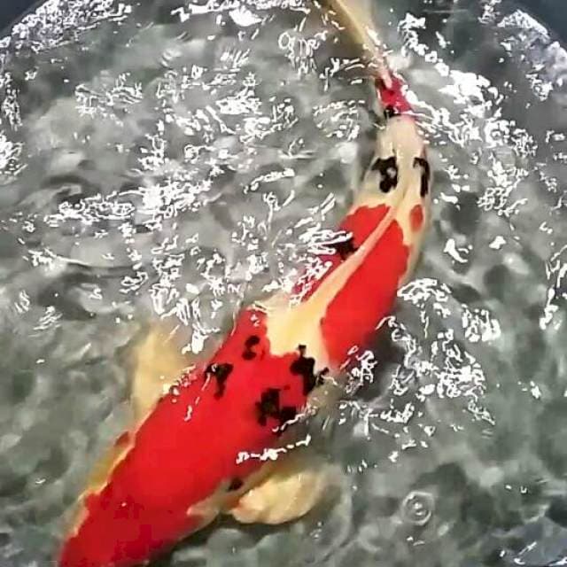 Sanke Merah Membara