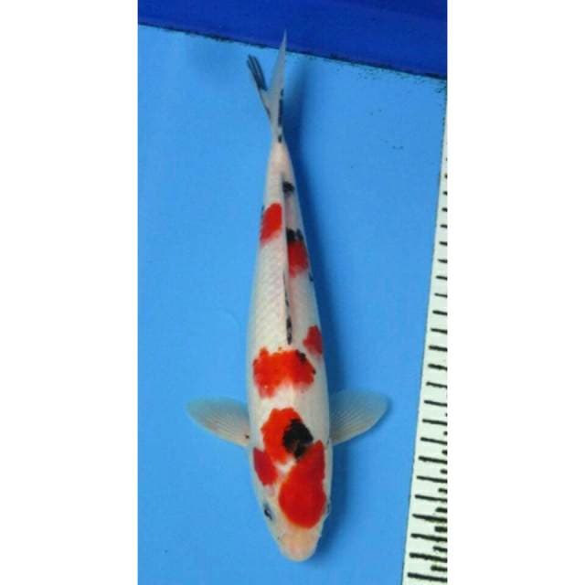 SANKE SAKURA MALE 28CM
