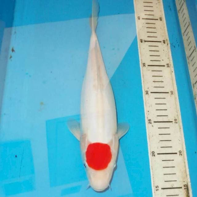 33cm TANCHO