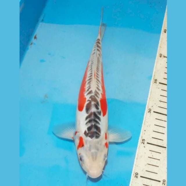 29cm HANA SHUSUI SQ