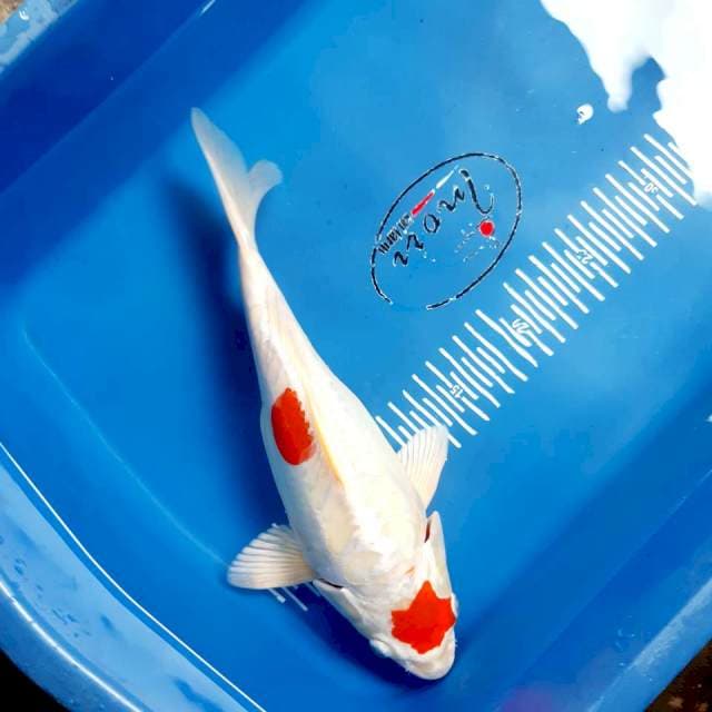 Shot body aragoke 30 cm
