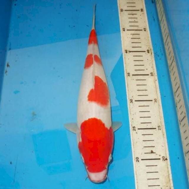 35cm KOHAKU 4step